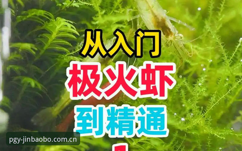 188金宝搏最新活动 188金宝搏最新活动参与教程:从入门到精通的操作指南